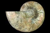 Agatized Ammonite Fossil (Half) - Madagascar #135251-1